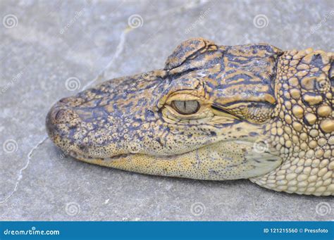 American alligator small stock photo. Image of background - 121215560