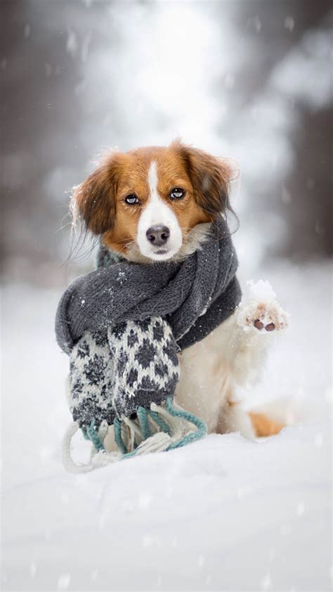 Cute Winter Puppies Wallpapers - Wallpaper Cave