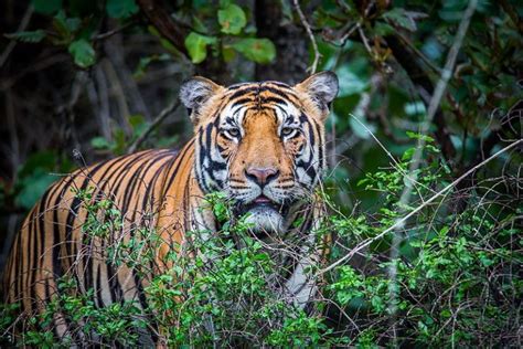 Hit by poaching and shrinking habitats, genome sequencing offers hope for the Royal Bengal tiger