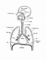 Respiratory System Coloring Circulatory Drawing Pages Body Systems  sketch template