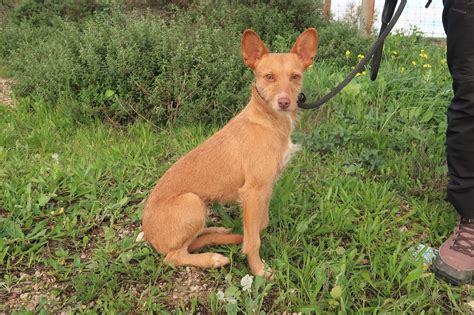 Dogs of Portugal | Rehoming abandoned dogs in Portugal