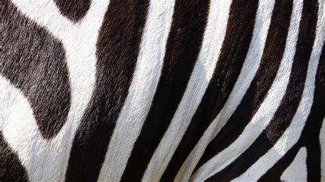 nature, Animals, Wildlife, Zebras, Stripes, Fur, Black, White ...