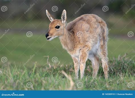 Mountain Reedbuck Antelope stock photo. Image of ears - 14330910