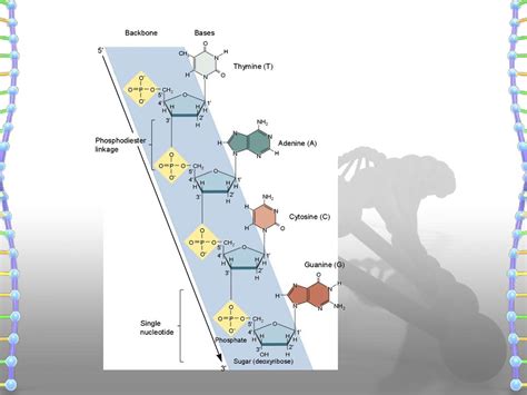 Structure Of DNA & RNA - презентация онлайн