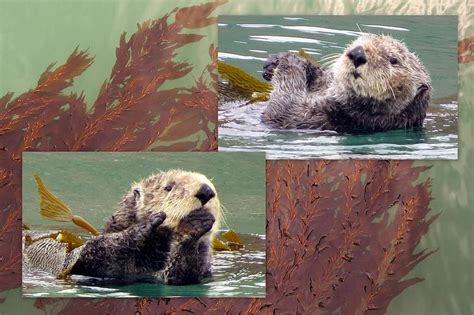 Happy Sea Otter Photograph by Linda Vanoudenhaegen | Fine Art America