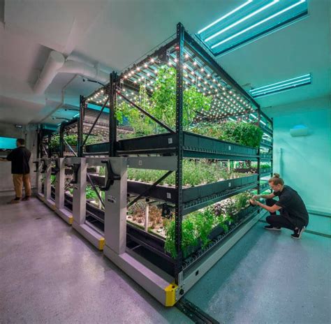 Inside Tribeca's Underground Farm | Vertical farming, Hydroponic farming, Indoor farming