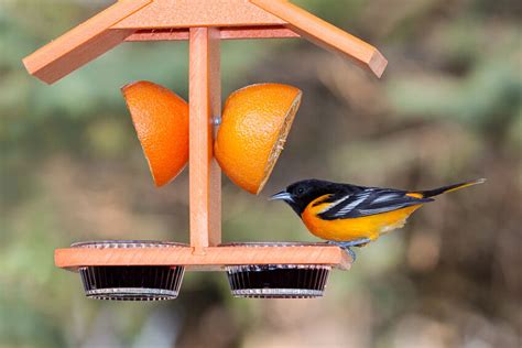 How to Make an Oriole Bird Feeder | eBay