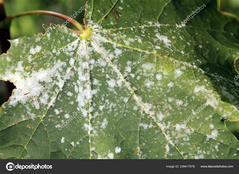 Powdery Mildew Norway Maple Maple Tree Fungal Disease — Stock Photo ...