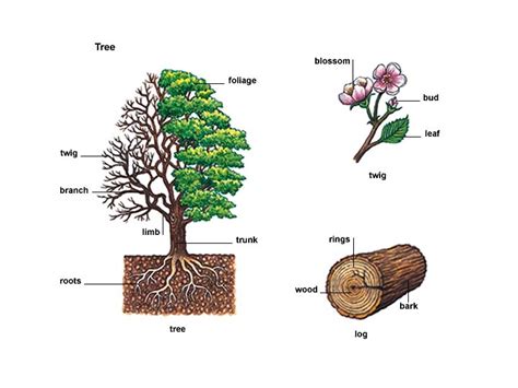 meaning - Differences between branch, twig, and bough - English Language Learners Stack Exchange