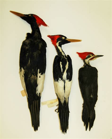 Ivory-billed Woodpecker - IBWFound: As it Happens!: Ivory-billed Woodpecker