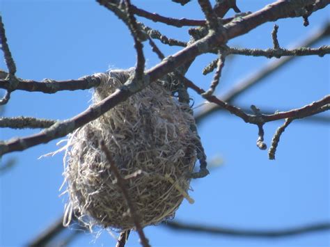 Bird & Travel Photos, Birding Sites, Bird Information: BALTIMORE ORIOLE NEST, PRESQU'ILE ...