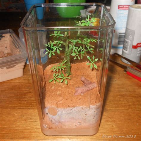 Formicarium DIY Try #1 - General Ant Keeping - Ants & Myrmecology Forum