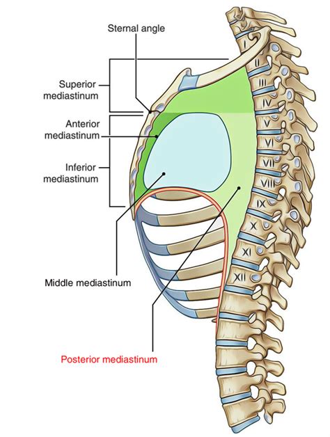 Posterior Mediastinum- Anatomy, Boundaries And Content – Earth's Lab