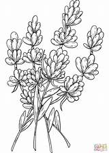 Lavender coloring Page  Free Printable Coloring Pages sketch template