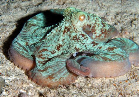 These Ocean Disguises Are For More Than Just Halloween - Oceana Canada