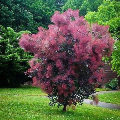 Smoke Tree cotinus Coggygria Seeds - Etsy UK