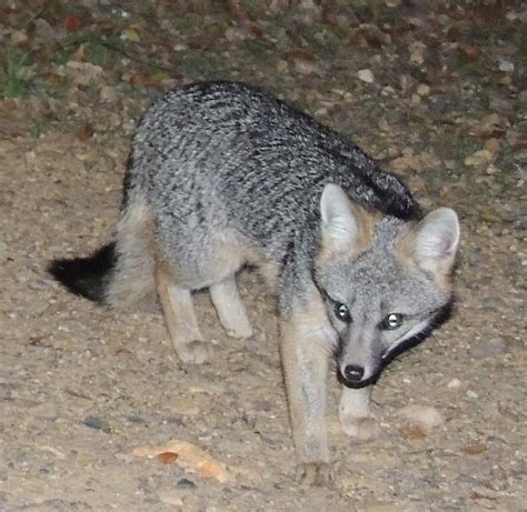 Lil Pup Grey Fox Photograph by Traci Hallstrom - Fine Art America