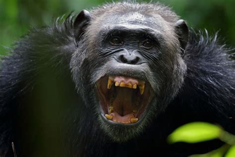 The Chimpanzee: Our Forest Kin - Africa Geographic