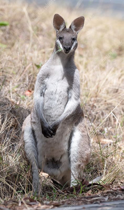 Whiptail wallaby - Stock Image - C051/4882 - Science Photo Library