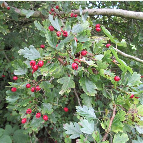 Crataegus mollis in Cathays Cemetery