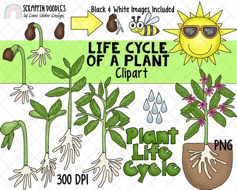 Life Cycle Clip Art Plant Life Cycle Clip Art Flower Life Cycle Clipart ...