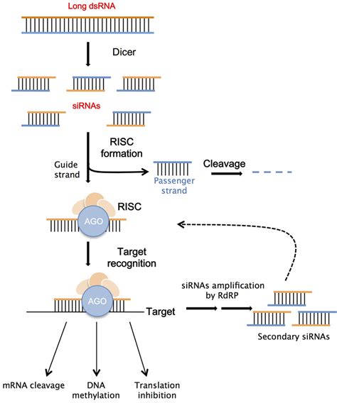 | Schematic illustration of RNAi mechanism. Double stranded RNA (dsRNA)... | Download Scientific ...