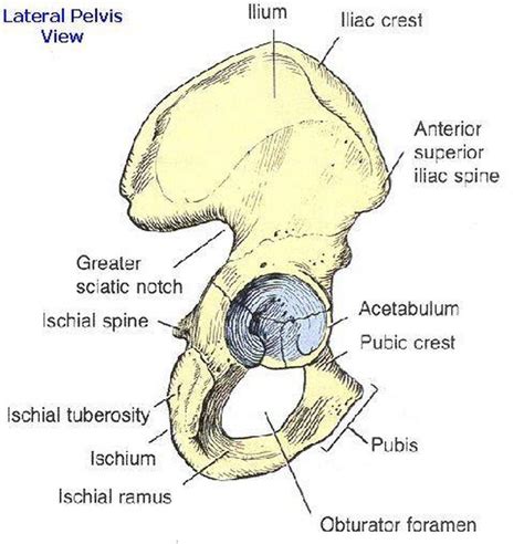 Pictures Of Body Of The Ilium