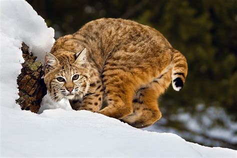 Bobcats | Wildlife Amazing Facts & Photos | The Wildlife