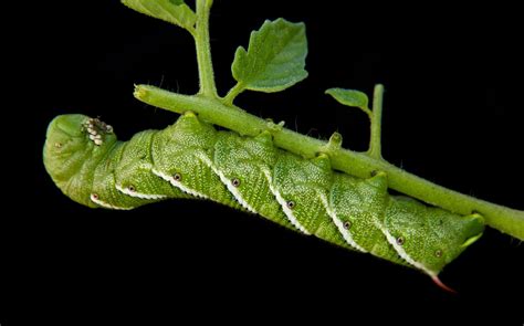 Tobacco Hornworm eating my Tomato plant. This summer I was able to find ...