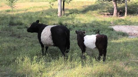 Fearrington's Belted Galloway Cows - YouTube