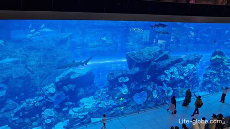 Dubai Aquarium at Dubai Mall: photo, inhabitants, site, visit