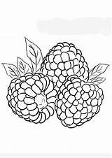 Raspberry Fruit Coloring Sheet For Kids sketch template