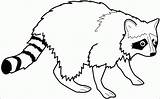 Coloring Page Of A Raccoon  Home sketch template