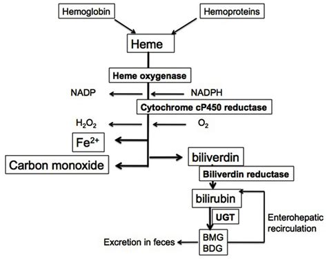 Heme degradation pathway. Heme from hemoglobin and cellular hemo... | Download Scientific Diagram