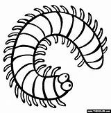 Millipede Coloring Page  Free Online Bug coloring sketch template
