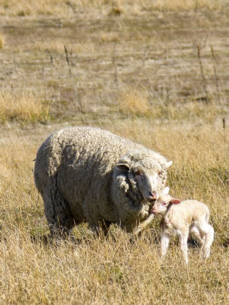 11,000+ Sheep With Flowers Stock Photos, Pictures & Royalty-Free Images - iStock