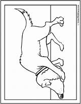 Hound Dog Coloring Sheet Pages sketch template