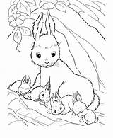 Rabbit Coloring Page & coloring Book 6000  pages sketch template