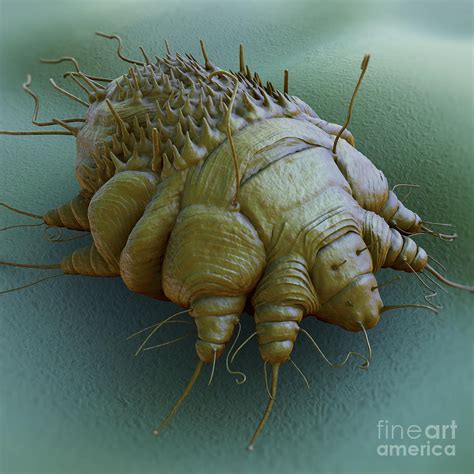 Scabies Mite Photograph by Science Picture Co - Fine Art America