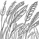 Wheat Coloring Page 44863 35457 sketch template