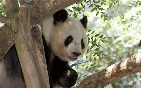 Panda, cute bear cub, panda eating apple, wildlife, China, HD wallpaper | Peakpx