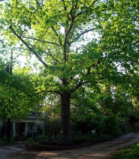 Quirky Attraction: The Tree That Owns Itself in Athens, Georgia