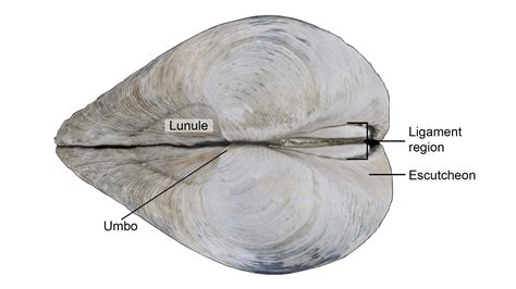 Clam External Anatomy