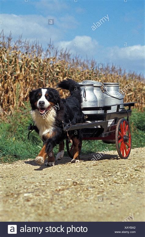 Bernese Mountain Dog Pulling Cart High Resolution Stock Photography and Images - Alamy