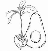 Avocado Coloring Page  Free Printable Pages For Kids sketch template