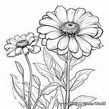 Zinnia Coloring Pages  Free & Printable sketch template