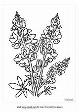 Blue Bonnet Coloring Page sketch template