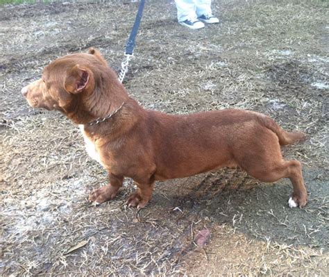 This Pitbull-Dachshund Is The Weirdest Crossbreed We’ve Ever Seen ...