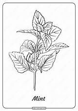 Free Printable Mint Outline Pdf Coloring Page sketch template