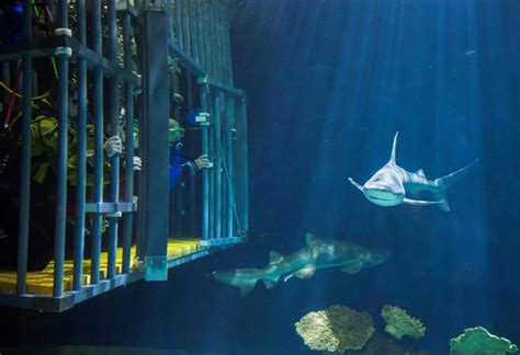 Point Defiance Zoo & Aquarium Earns Prestigious Accreditation - SouthSoundTalk